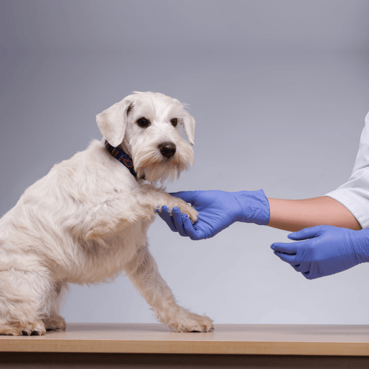 What to Ask Your Vet - Raw Cut