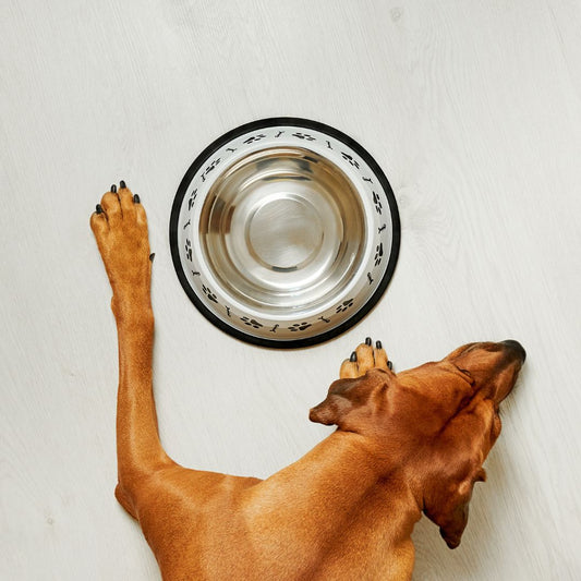 Fasting For Dogs... What you Need to Know!
