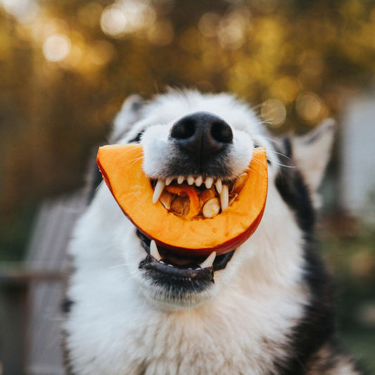 Pumpkins are a superfood for dogs. Helps with easy digestion. Pumpkins are a great home remedy for dogs having diarrhea and constipation.