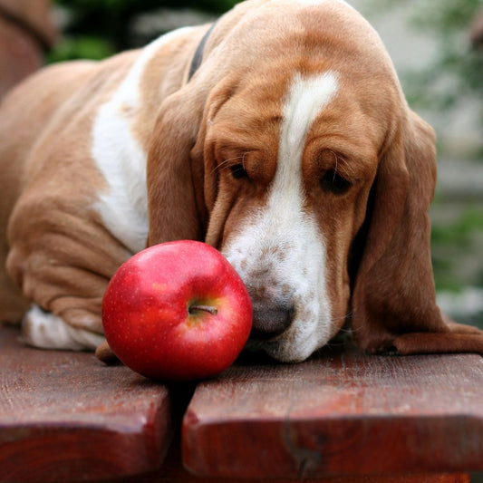 Barking up the Apple Tree