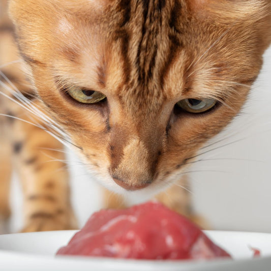 Is Lamb the Purr-fect choice for your Cat?