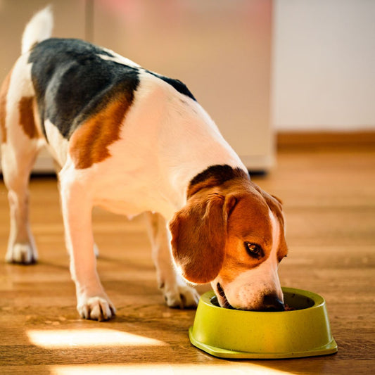 The Dog Nutrition