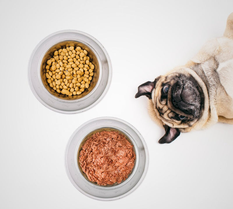 Raw dog food vs kibble - Raw Cut UAE