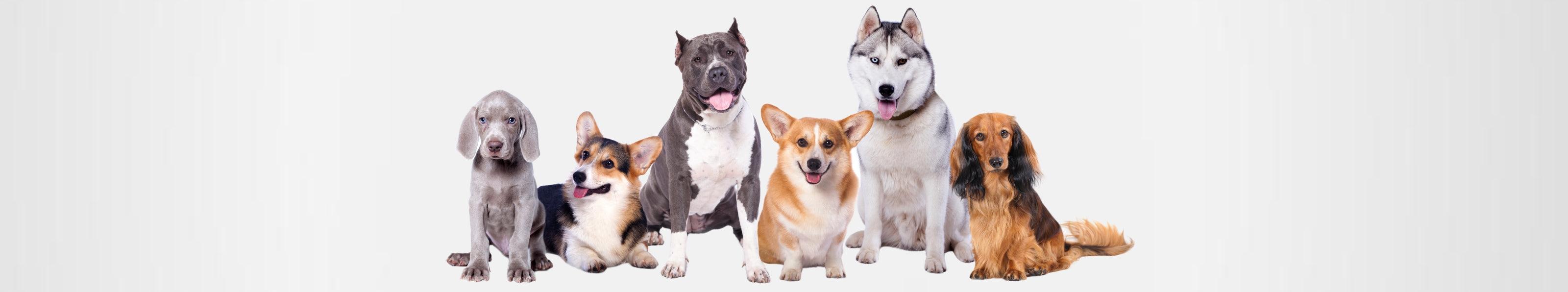 Hypoallergenic Range for Dogs