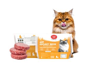 Cat Starter Hamper