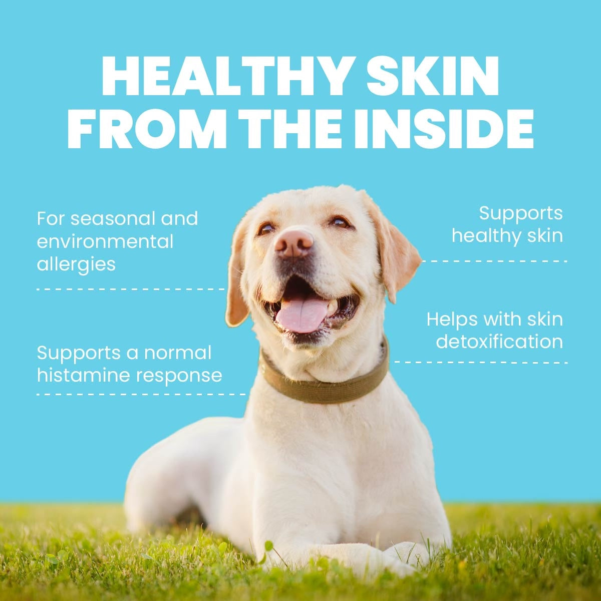 Harmony - Natural Skin Care For Dogs