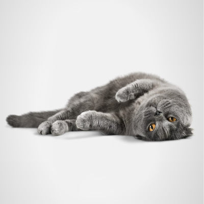 Fussy Cats - Raw Cut UAE