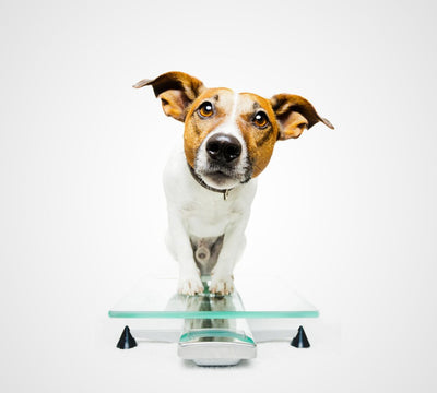 Ideal Dog Weight - Raw Cut UAE