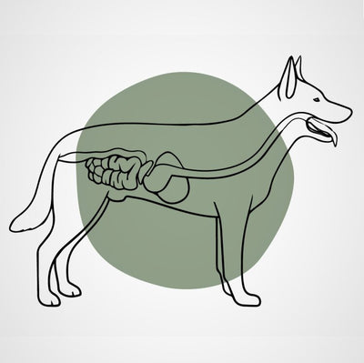 More about raw feeding for dogs and cats