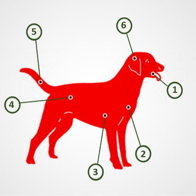 Raw dog food health benefits UAE