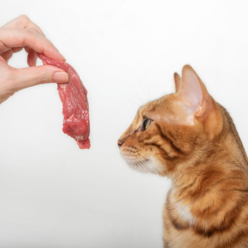 Fussy Cats - Raw Cut UAE