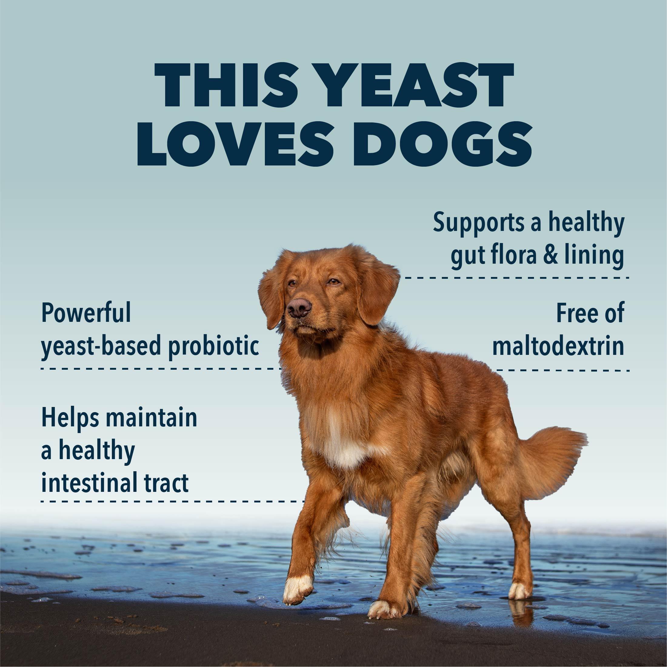 Saccharomyces Boulardii Yeast-Based Probiotics For Dogs - Raw Cut